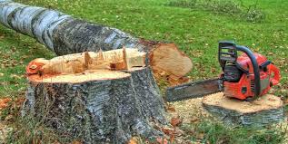 Trusted Fairhope, PA Tree Care Experts