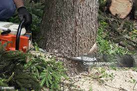 How Our Tree Care Process Works  in  Fairhope, PA